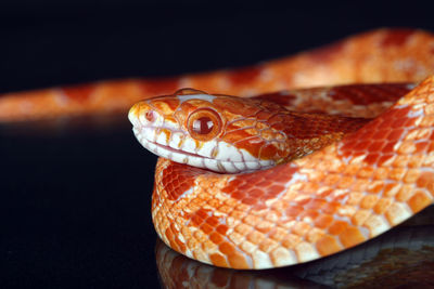 Close-up of snake against black background