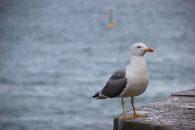 Bird perching on railing