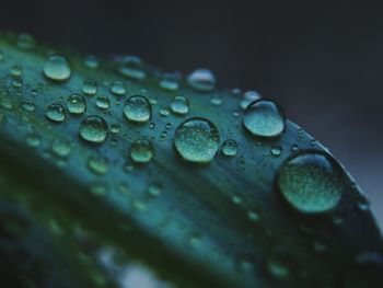 Close-up of raindrops on leaves