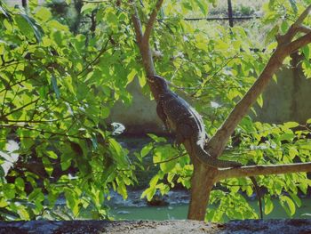 Lizard on tree by plants