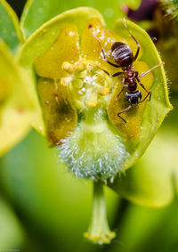 Macro shot of ant on green flower