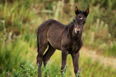 Horse standing in a field