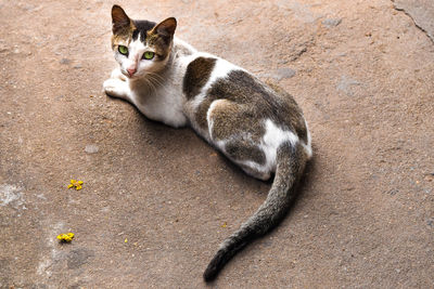 Cat sitting outdoors