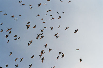 Low angle view of birds flying against clear sky