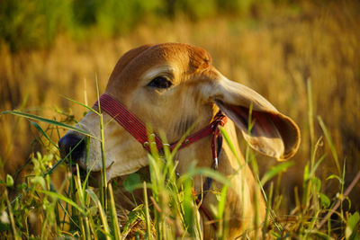 Cow in a field