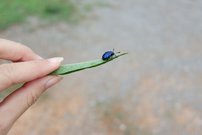 Close-up of hand holding leaf