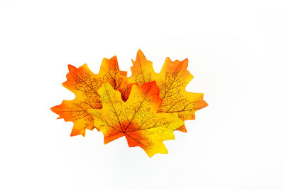 Close-up of maple leaves on white background