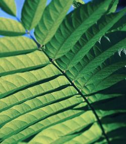 Full frame shot of green leaves