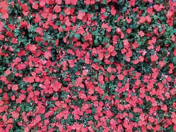 Full frame shot of pink flowering plants