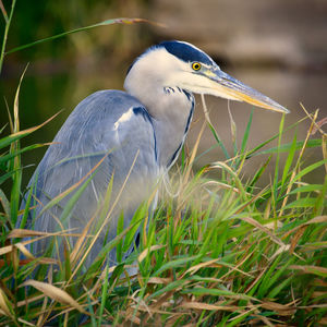 Close-up of a bird on grass