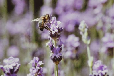 Close-up of bee on purple flower