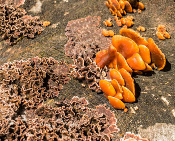 High angle view of mushrooms growing on land