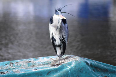 Close-up of bird perching