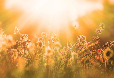 Plants growing on field during sunset