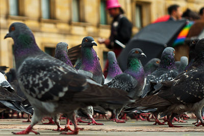 Surface level view of pigeons perching on bolivar square