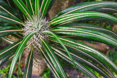 Close-up of plant