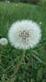 Close-up of dandelion