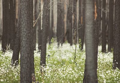 Close-up of tree trunk in forest