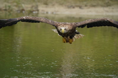 bird