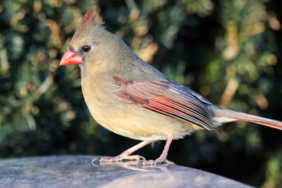 Female cardinal