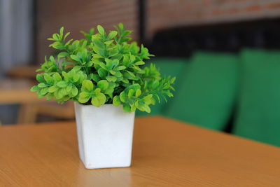 Close-up of potted plant on table