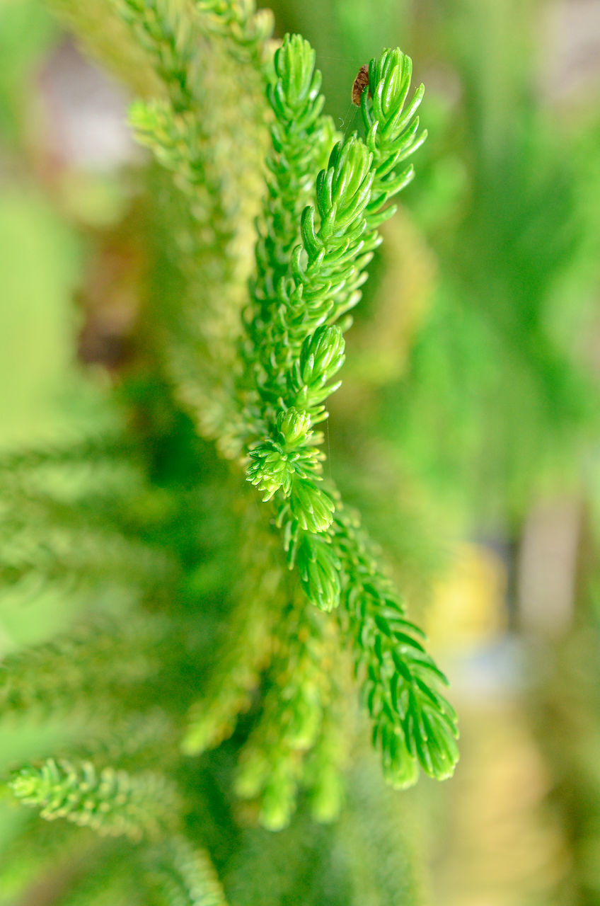 plant, green, tree, nature, pine tree, coniferous tree, close-up, leaf, branch, pinaceae, spruce, plant part, growth, no people, beauty in nature, ferns and horsetails, fir, herb, flower, outdoors, day, focus on foreground, selective focus, healthcare and medicine, needle - plant part, environment, social issues, food and drink, plant stem, food