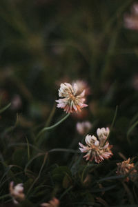 Close-up of flowering plant on field