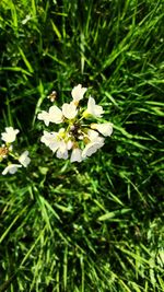 Close-up of white flowers