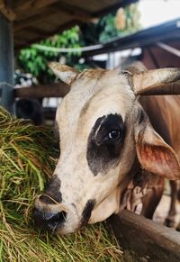 Close-up portrait of a cattle farm