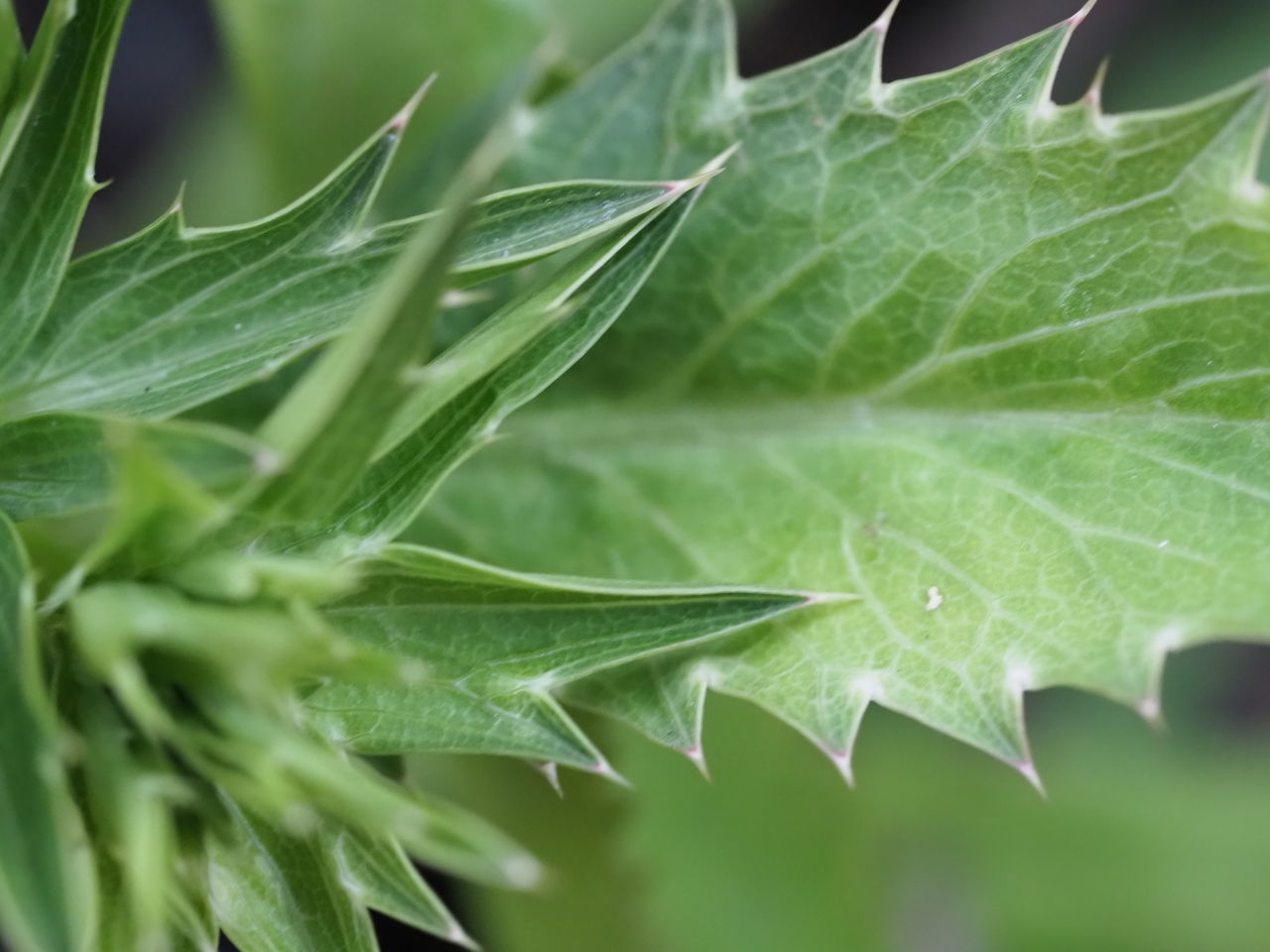 CLOSE-UP OF LEAF