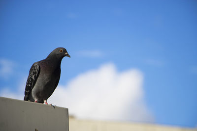 Low angle view of bird perching against clear blue sky