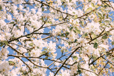 Spring flower background. apple tree blossom trees, white flowers and green leaves 