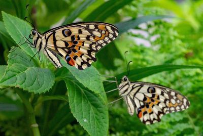 Close-up of butterfly on flower