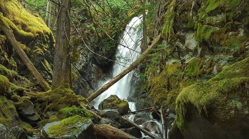Close-up of fresh green plants in water
