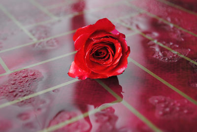 Close-up of red rose