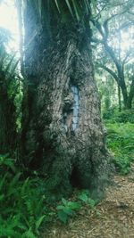 Trees growing in forest