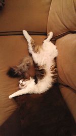 Cat lying on couch