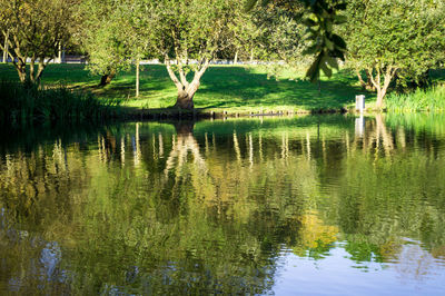 Scenic view of lake by trees