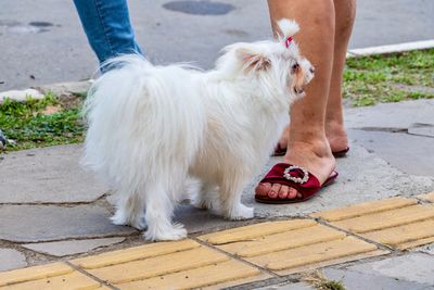 Low section of person with dog on footpath