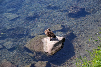 Duck on a rock outcropping from river adda.