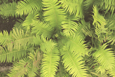 Full frame shot of fern