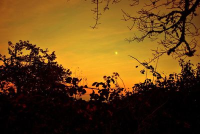 Silhouette trees against orange sky
