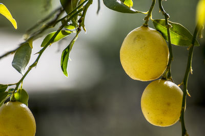 Close-up of fruits growing on plant