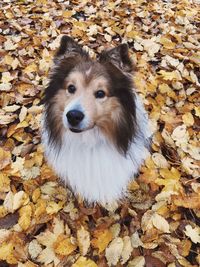 High angle view of dog sitting on ground during autumn