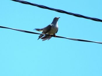 Low angle view of birds perching on cable against clear blue sky