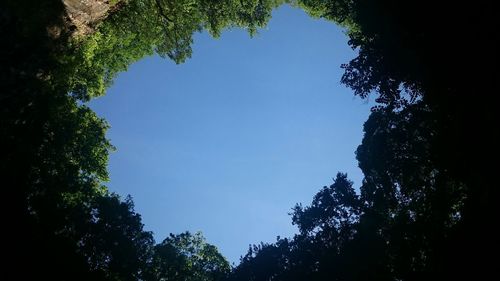 Low angle view of trees against clear blue sky