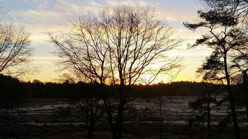 Sun shining through trees