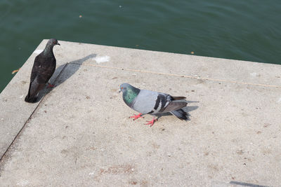 High angle view of bird perching on a lake