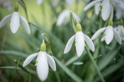 Close-up of white flowering plants