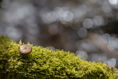 Mushroom and moss on tree in forest on background, close up